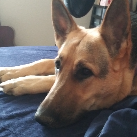 Meet your Posher, Dayla - Picture 6 of 6